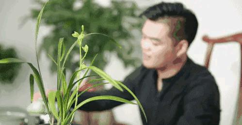 每日一品兰花图片大全,每日一品兰花价格