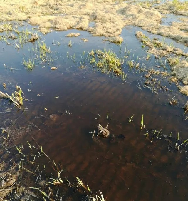 地里青苔的防治,青苔问题