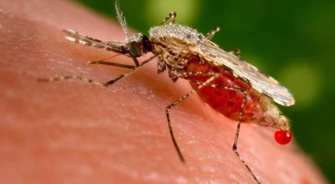 蚊子最讨厌的4种花家里养上一盆,蚊子最怕的四种花是哪四种