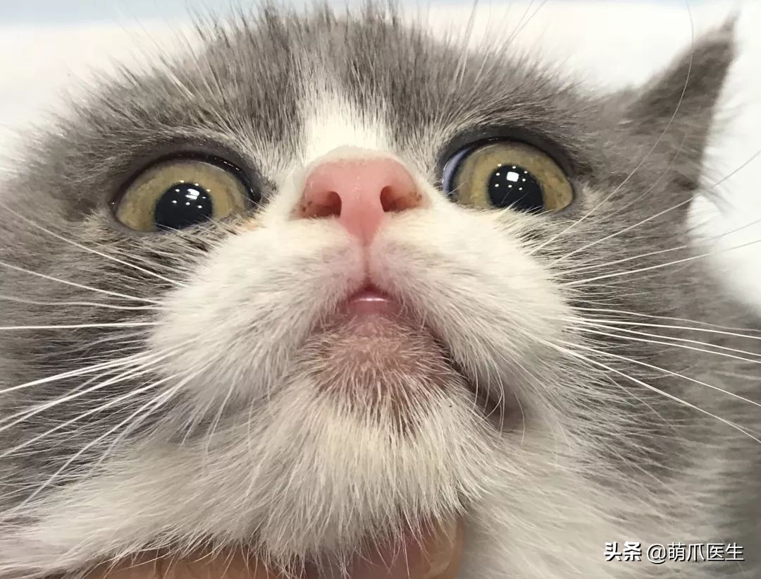 猫咪突然间长了很多黑头,猫咪长黑头是怎么回事