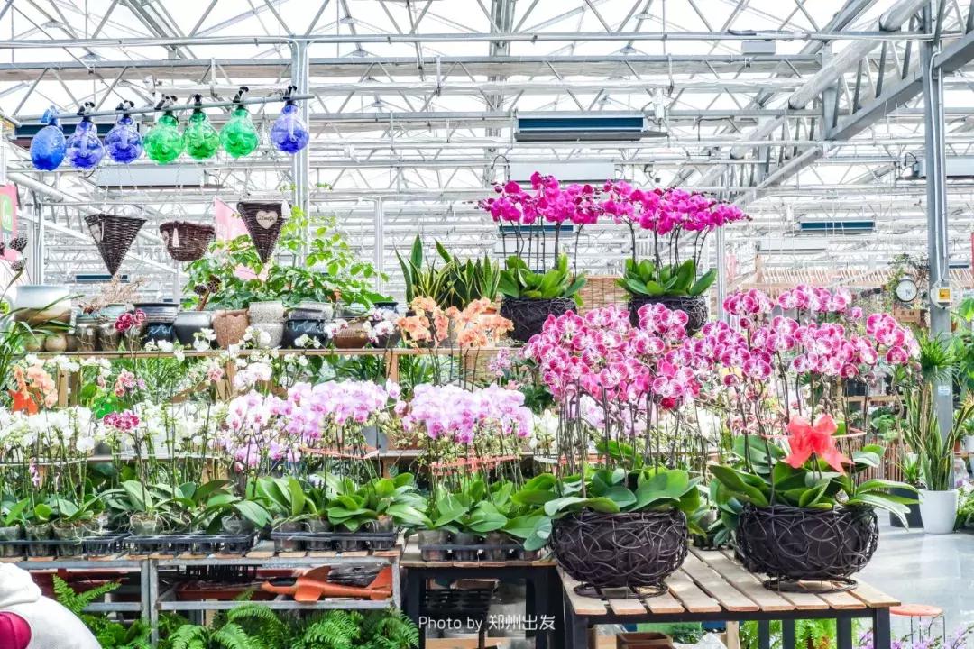 郑州三大花卉市场都是哪个,郑州哪个花卉市场最全