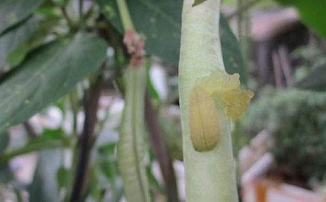 高氯甲维盐对豆角钻心虫有效吗,豆角钻心虫是什么蛾子下的幼虫