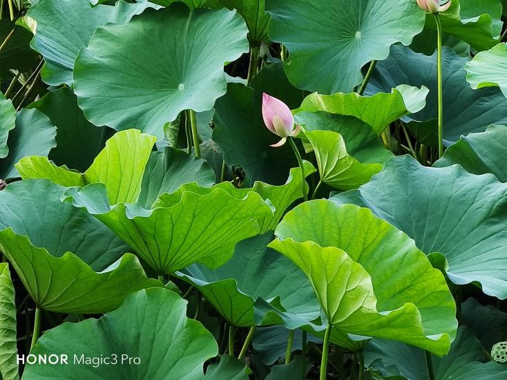 荣耀magic3pro王者荣耀画质,荣耀magic3pro用户真实评测