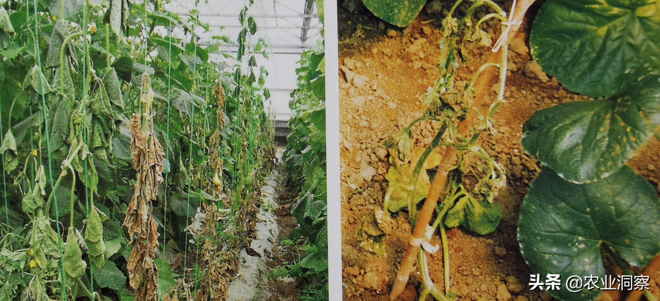 如何防治黄瓜霜霉病和枯萎病,黄瓜枯萎病的最新治疗方法