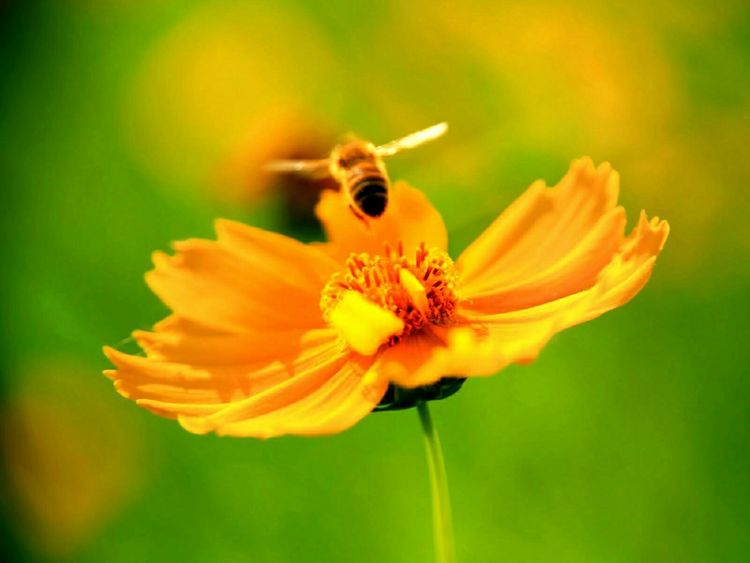 原创蝴蝶恋花,蝶恋花蝴蝶原唱