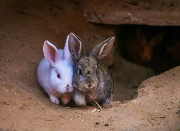 养兔的技术和方法,养兔冬天水如何保温