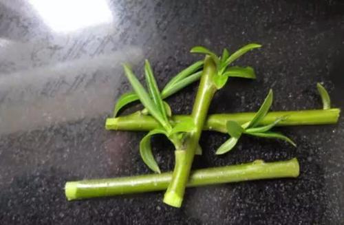 扦插垂柳什么时候成活率高,垂柳能扦插成活吗