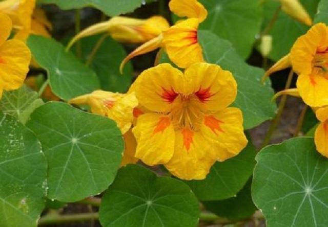 家里阳台适合盆栽的鲜花,适合壁挂的花卉盆栽