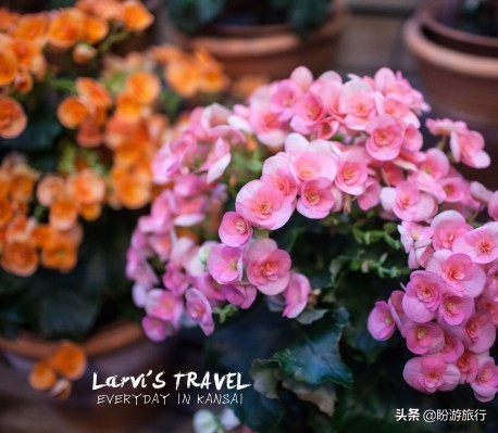 关西白滨自由行攻略,日本自由行攻略大阪温泉