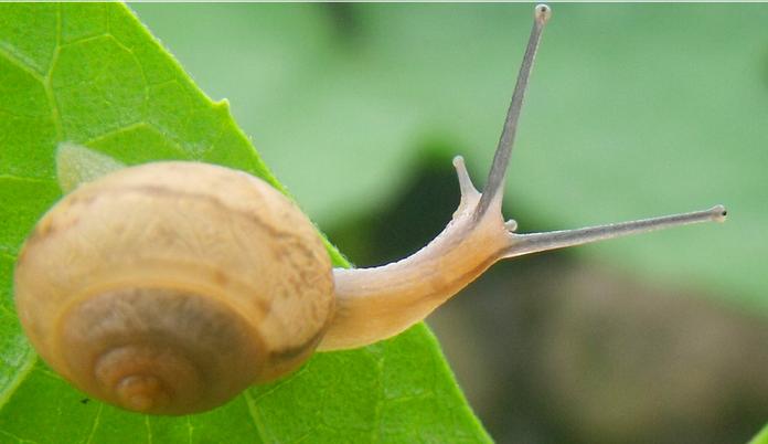 儿童创意美术课程：小蜗牛