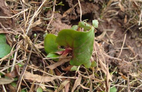 折耳根怎样种植才能高产,折耳根的种植方法和时间和技巧