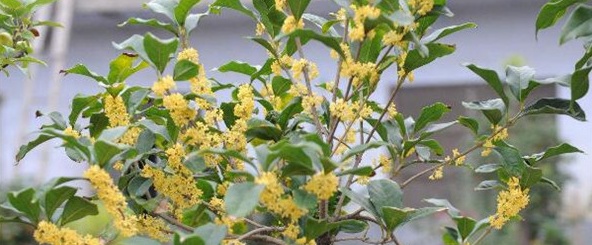 金满堂桂花盆栽养护,流苏嫁接桂花盆栽养护