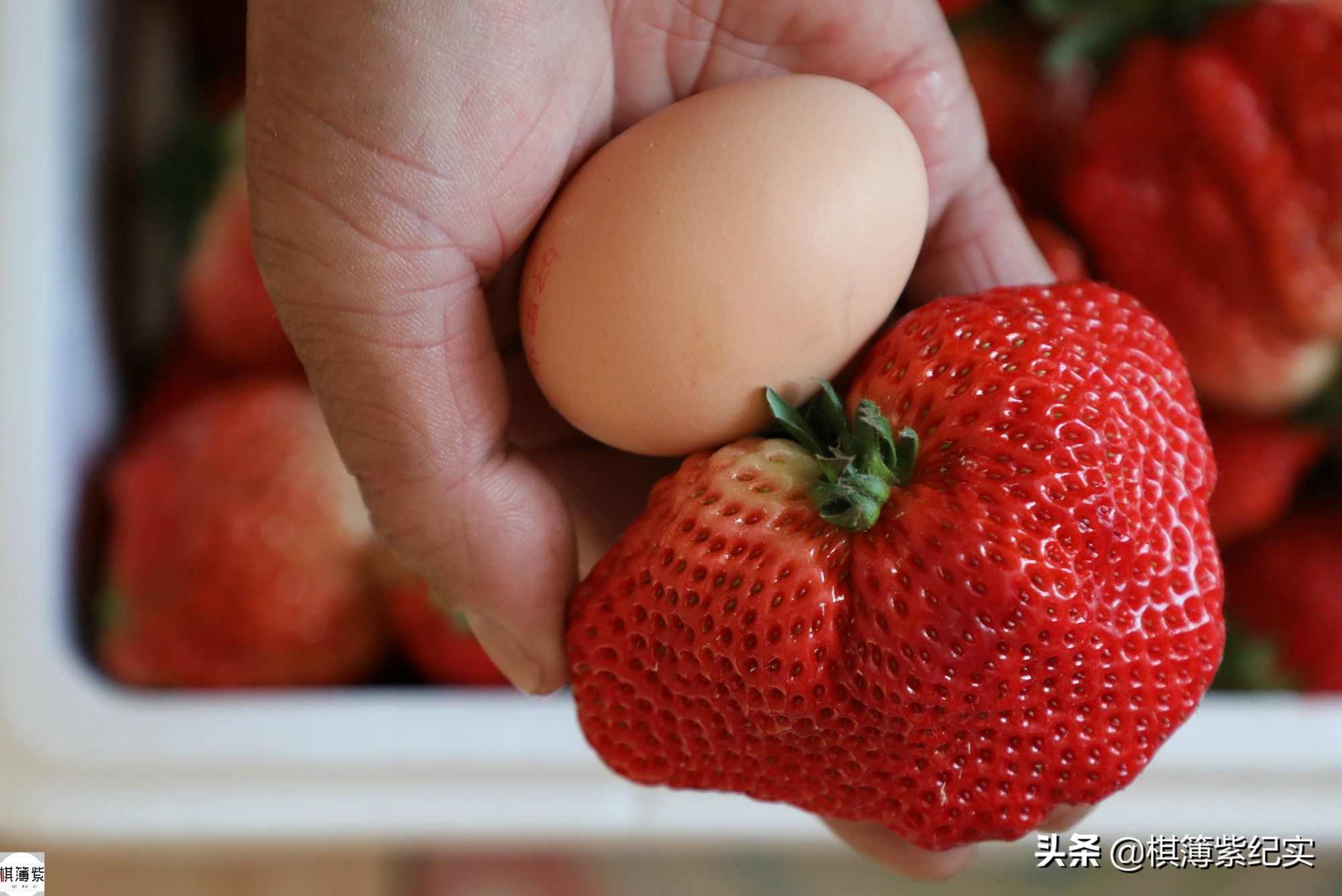 草莓王传奇：200多个大棚，实施空中草莓计划，明年手机遥控草莓