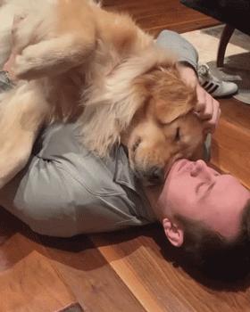 大金毛不听话怎样训练,大金毛根本不听话怎么办