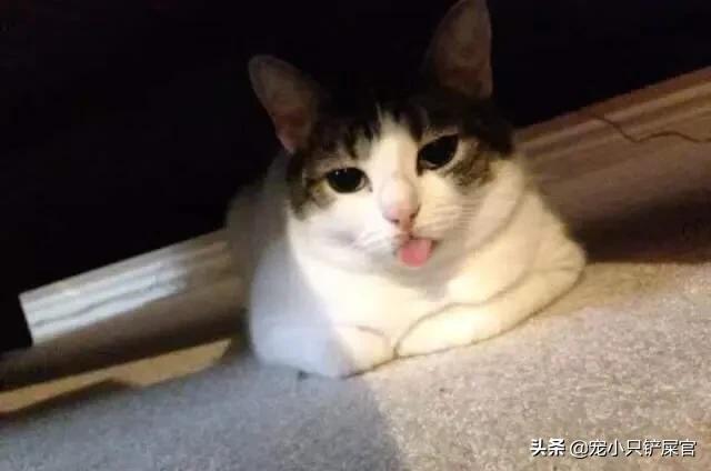 猫咪的下巴脏怎么处理,猫咪的下巴怎么清洁