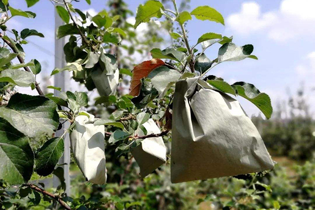 为什么苹果苗会变红,为啥你种植的果树不长根