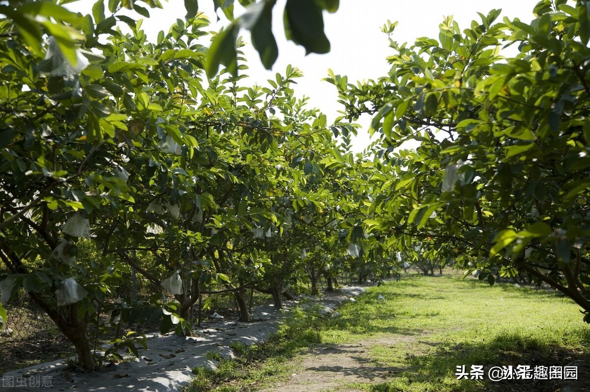 番石榴的品种以及种植技巧和方法,平泉南果北引番石榴喜获丰收