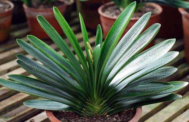 请问君子兰怎么换盆要注意什么,十年的君子兰换盆方法