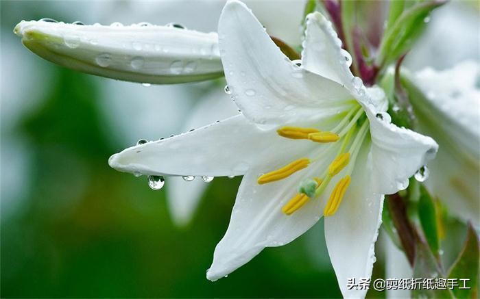 百合花语简单,百合花语经典100句