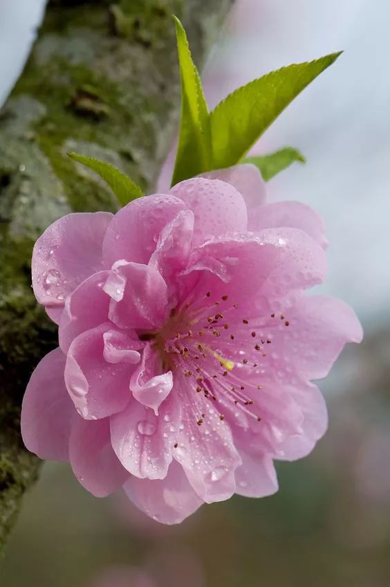 又是一年桃花开的朗诵,一树桃花开诗100首