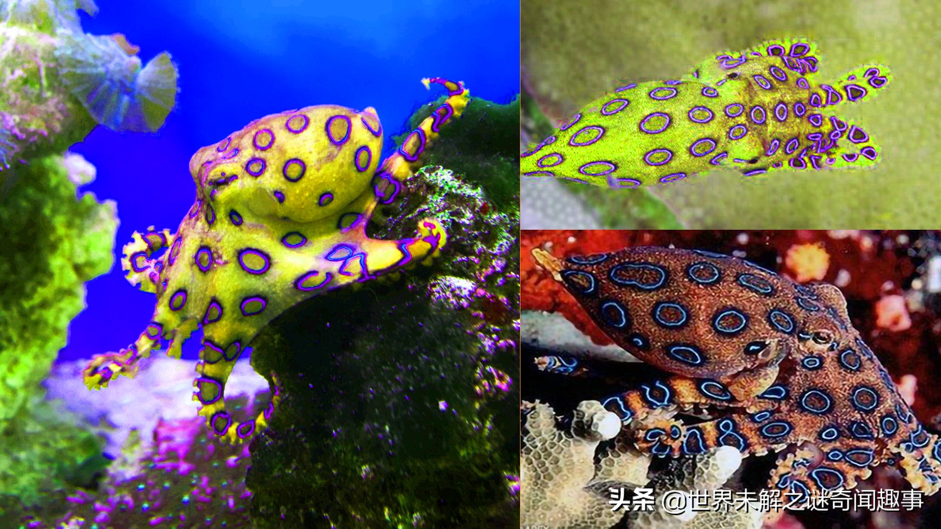 动物智商未来能超越人类吗,如果动物智商超过了人类会怎么样