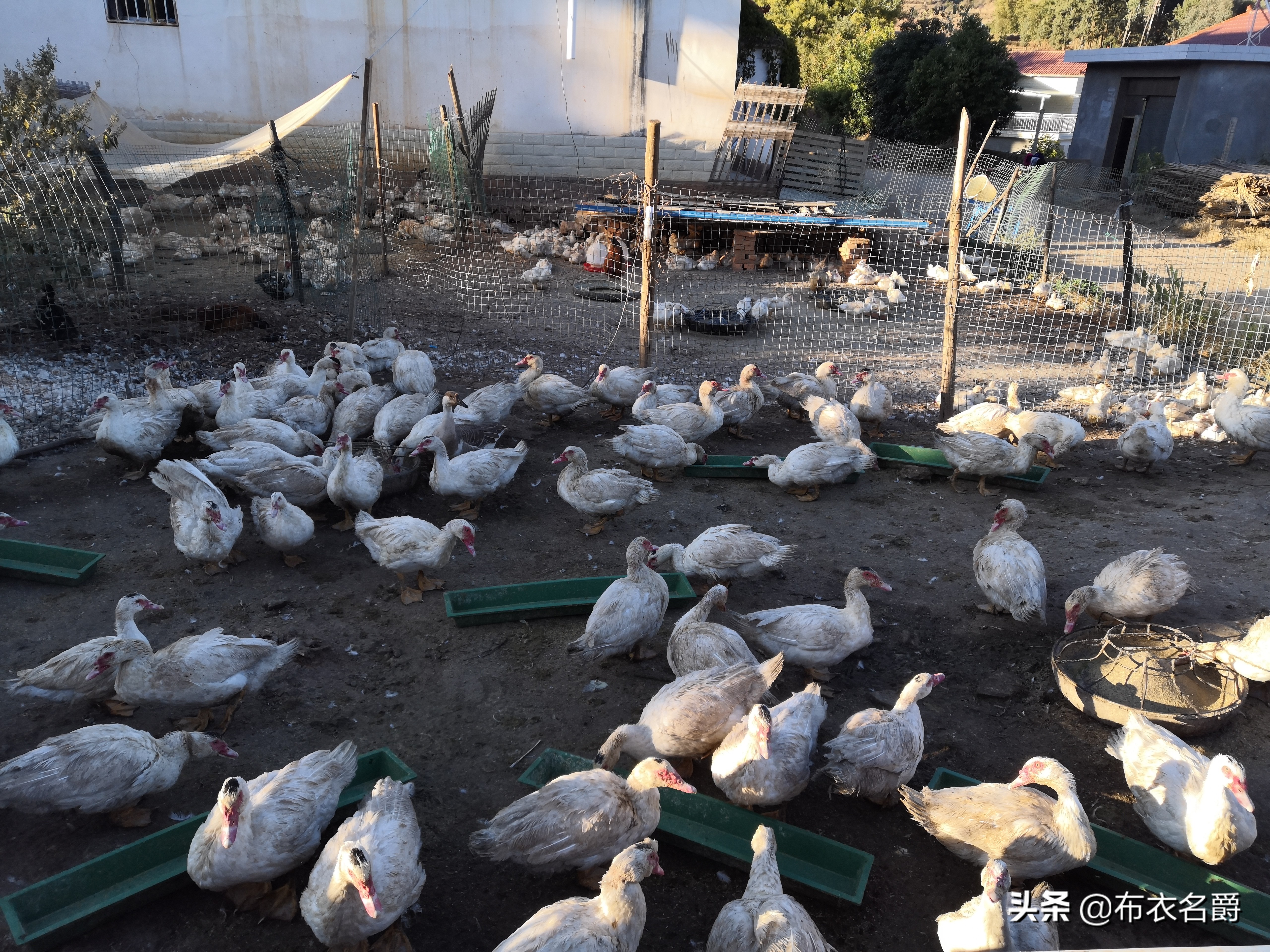 兽医讲座视频治疗牛病,兽医免疫知识