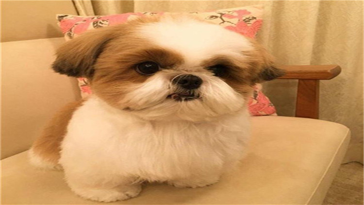 盘点不同品种的狗狗个性特点,狗狗的种类科普