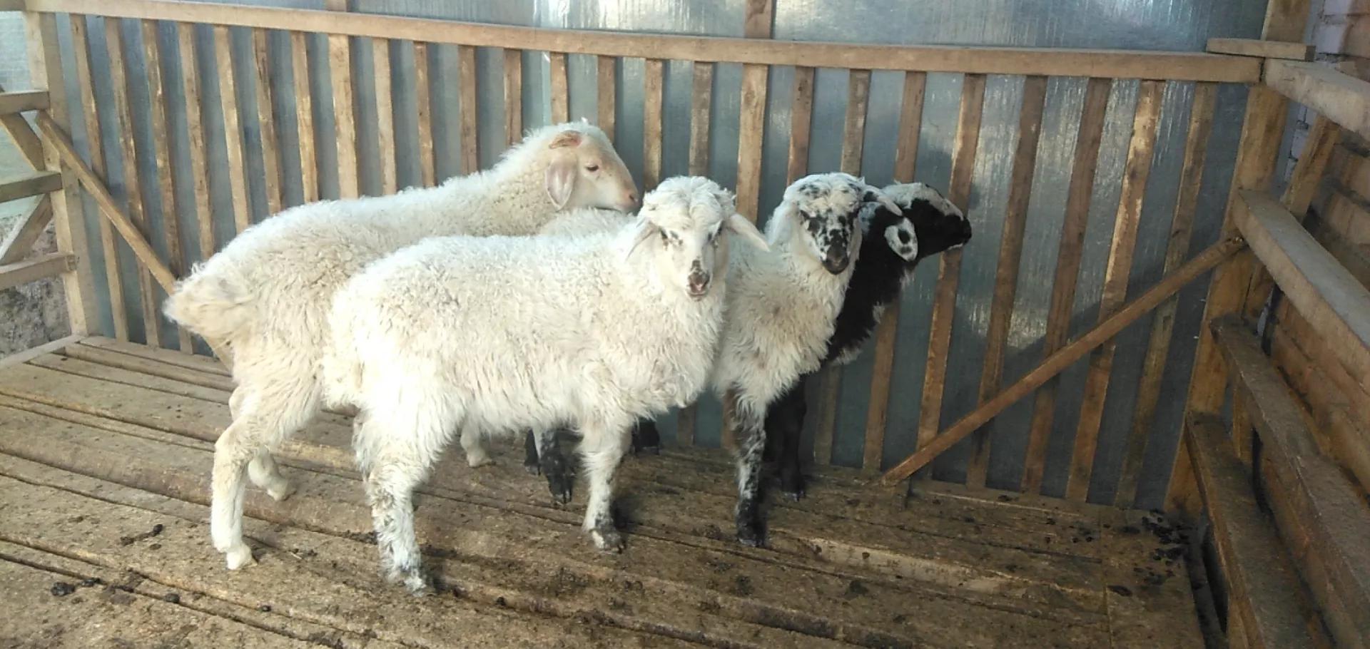 养羊的利润与成本真实列表,养羊的利润一般在多少