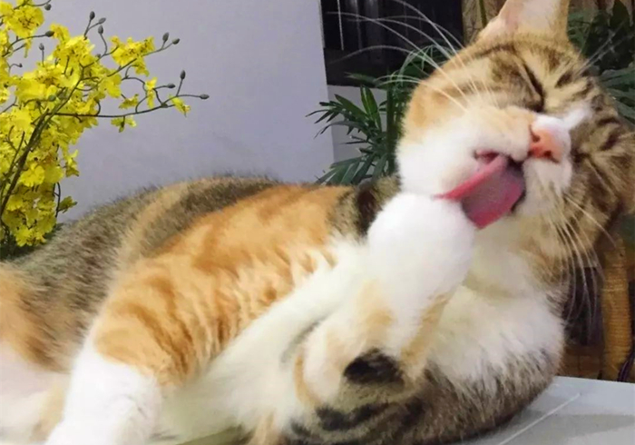 猫咪最近频繁呕吐是不是猫瘟,猫咪呕吐怎么判断是肠胃炎