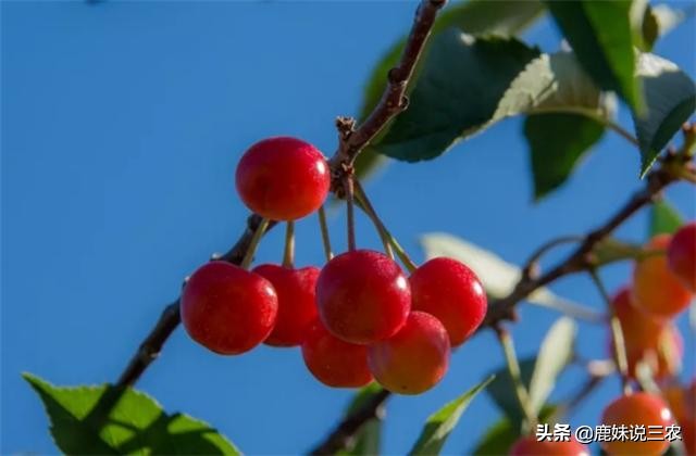 樱桃没熟裂口是什么原因,樱桃熟了怎么补救最快