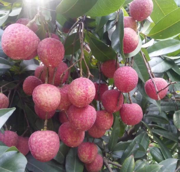 “糯米糍”是荔枝中的一个优良品种,果大肉厚,你吃过吗?