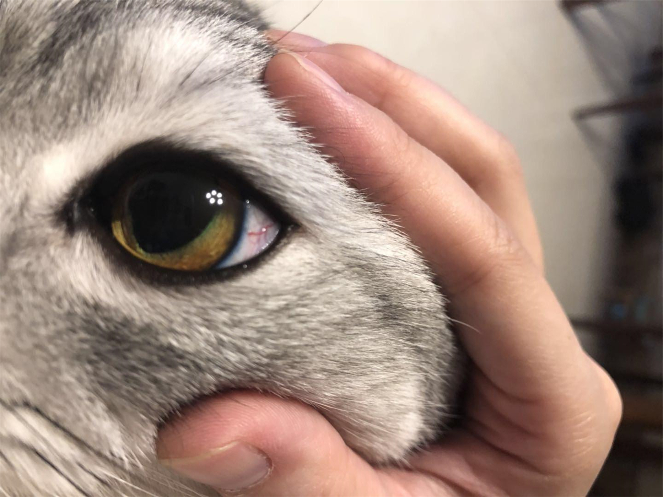 猫咪双眼皮,猫咪倒睫