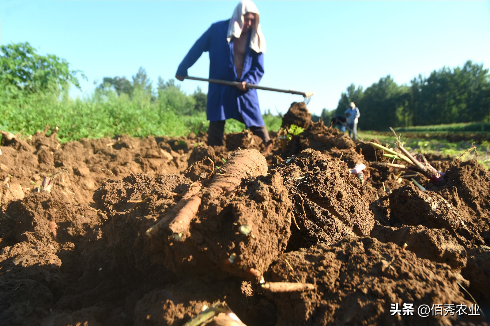 种植中药材一亩赚1万,中药材种植收益如何分配