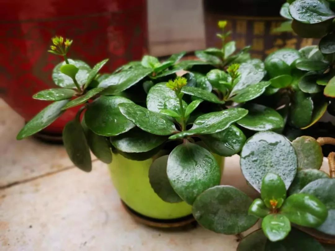 长寿花这个名字的由来是什么,长寿花因为什么而得名