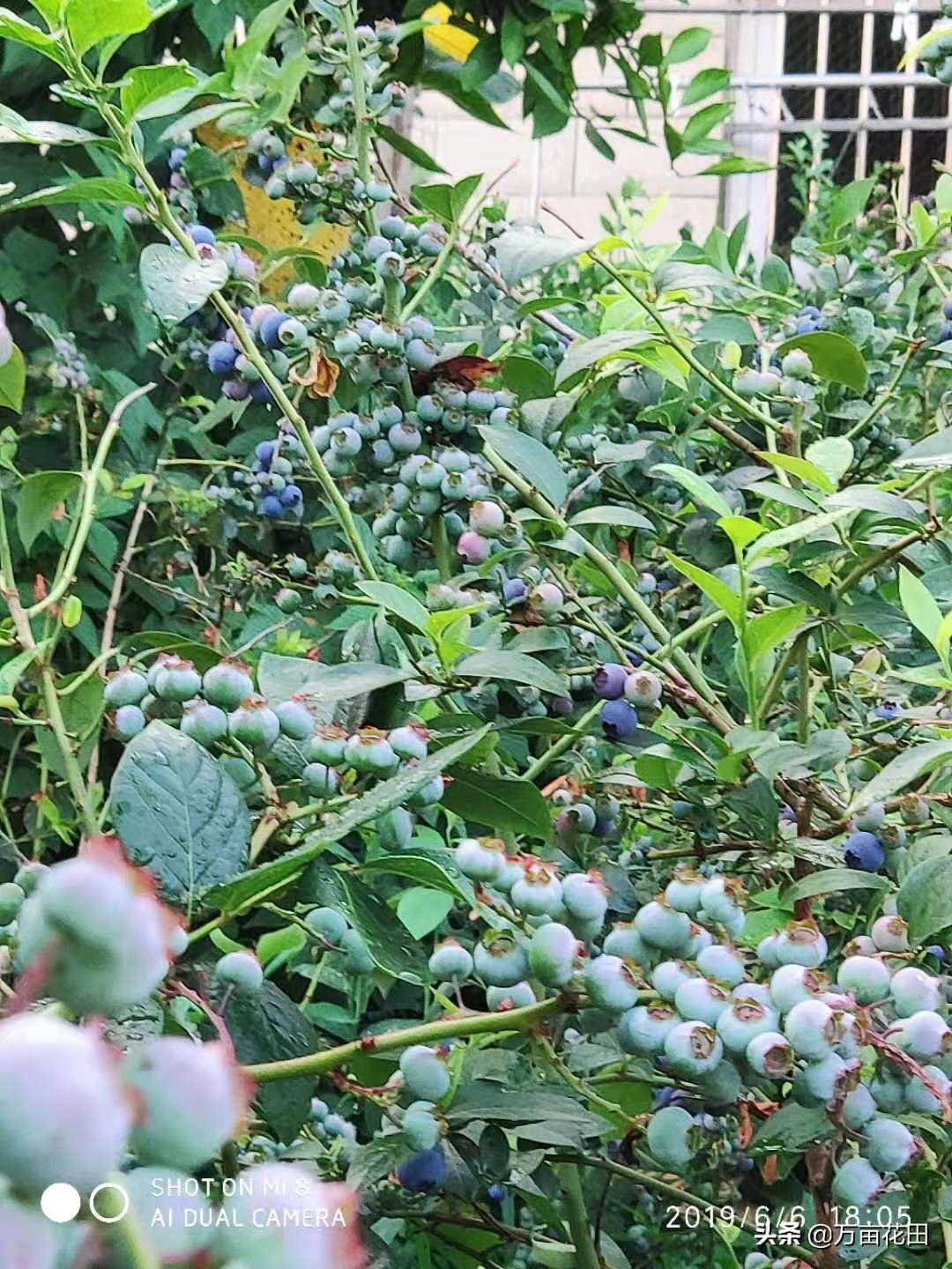 稻壳炭放在花土上面能防虫吗,稻壳炭和发酵稻壳什么区别