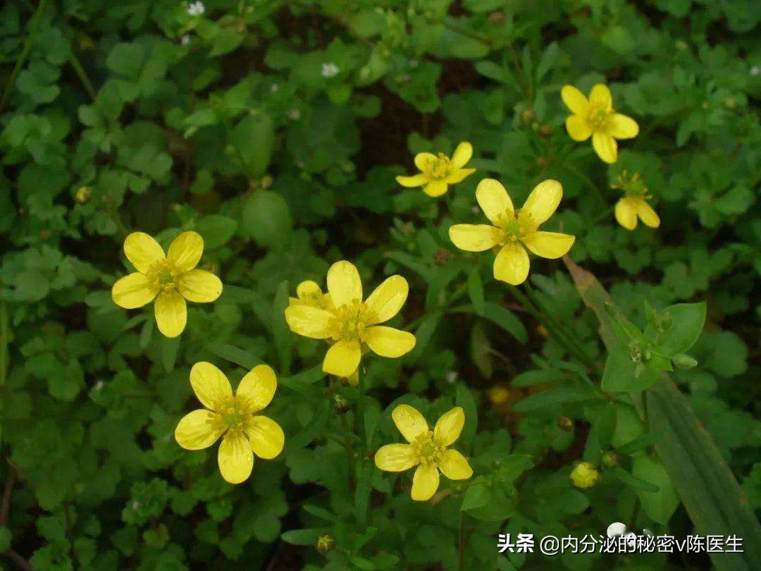 桥本氏甲状腺炎中医怎么治疗好呢,桥本氏甲状腺炎伴甲亢中医治疗