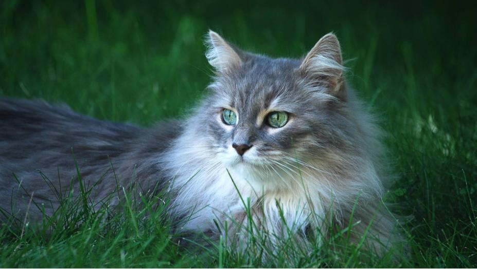 家里猫咪发情了？你知道该如何给它挑选好的配偶吗？