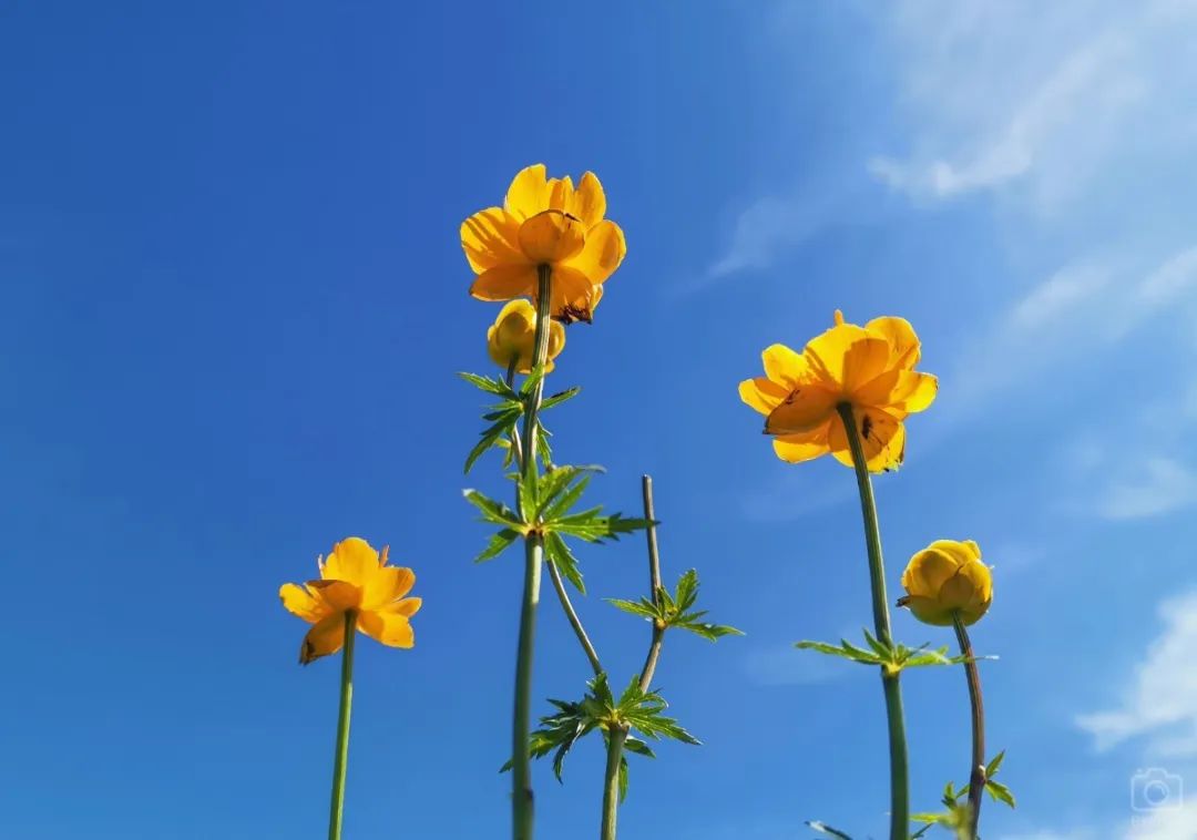 徒步穿越北驼梁完整版,穿越花海古道游记