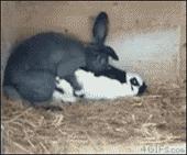 乌龟：你看那口锅，像极了爱情