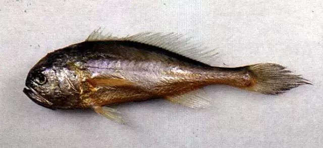 真正的黄花鱼是什么样,真假黄花鱼口感