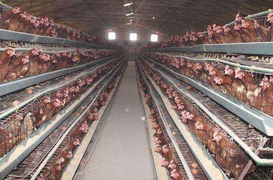 如何让蛋鸡多产蛋,蛋鸡多下蛋妙招