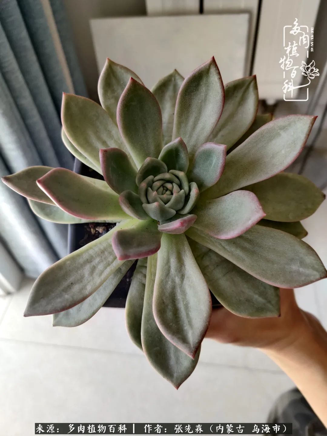 吸取教训，不断探索，英语老师的多肉碎碎念