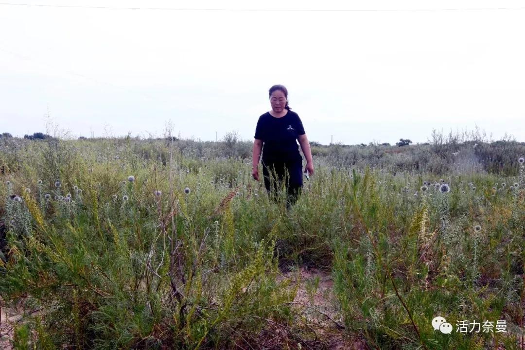 奈曼扶贫一点通,奈曼百企帮百村扶贫