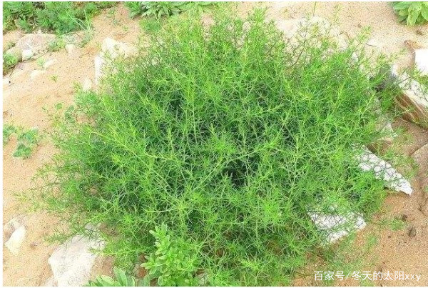 牛肉面的蓬灰是什么做的,兰州牛肉面蓬灰