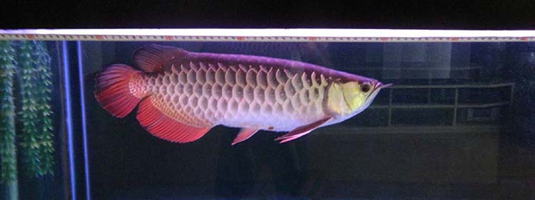 龙鱼幼鱼期怎么分辨金龙还是红龙,20公分龙鱼怎么区分金龙红龙