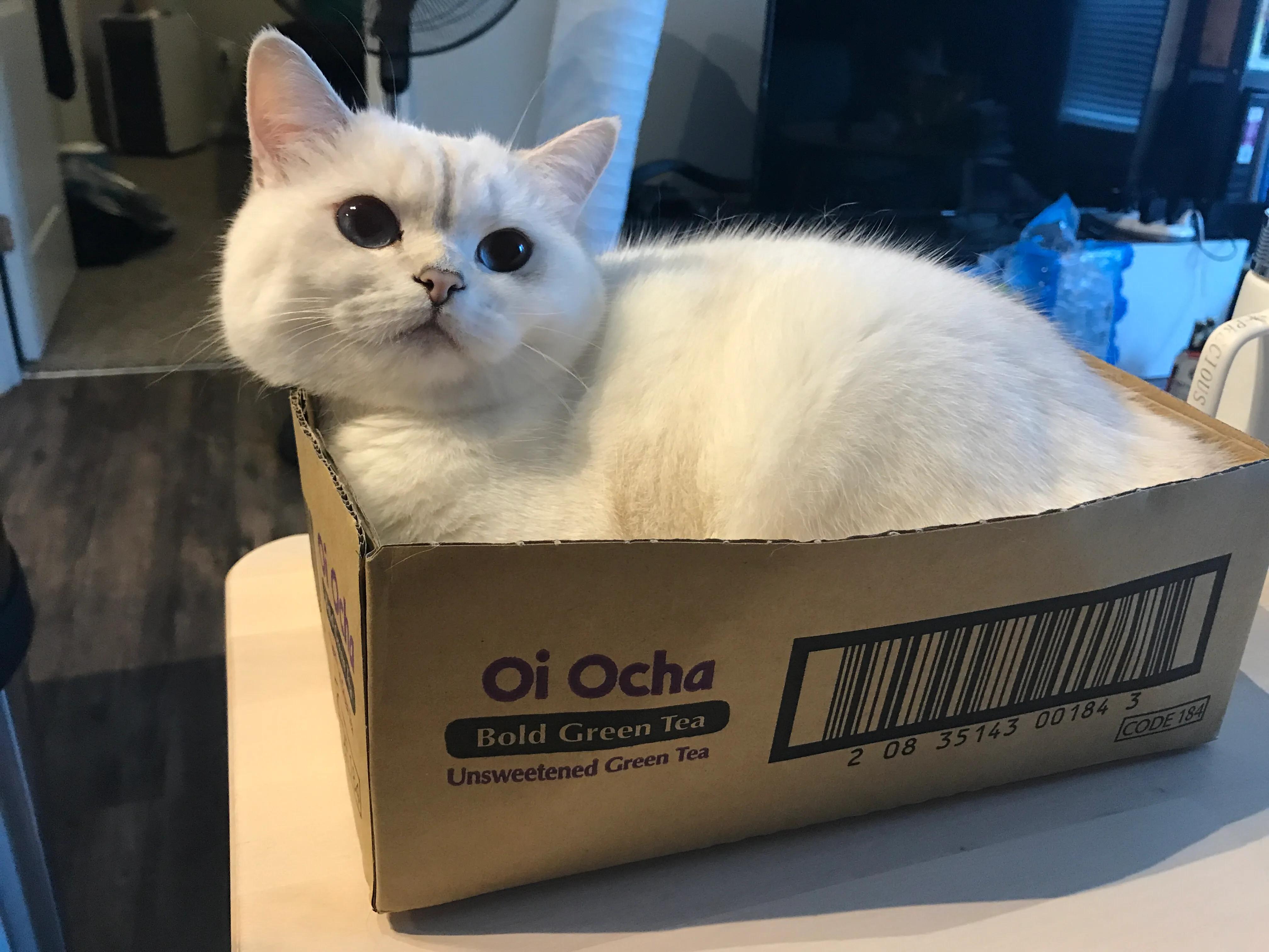 选猫舍注意事项,如何挑选正确的猫舍