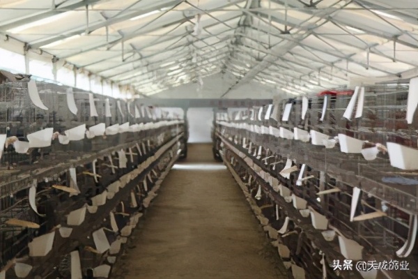 养2000只肉鸽,广东养什么肉鸽好