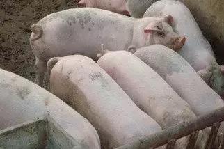 育肥肥猪用什么肥最好,育肥猪喂什么肥最好