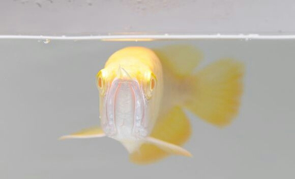 老百姓养得起的观赏鱼,皮实好养的本土观赏鱼有哪些