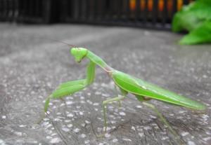 辟谣螳螂吃瘊子,螳螂为什么吃掉配偶真相是什么